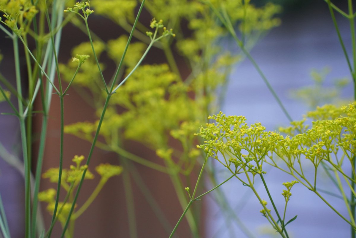Biborocu's tweet photo. なんの花だろう

#花
#花写真 
#はなかっぱ 
#華やか https://t.co/aCOqj3Pbrw
