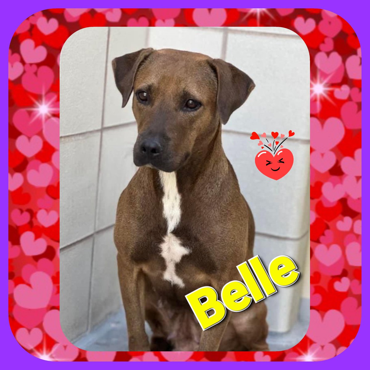 rothfarms's tweet photo. ⏰🆘 🛎 BELLE 🛎 Only 2 yo #A358638 🔥DIES 9/7🔥 BELLE’s alone, FRIGHTENED and SO SCARED they are gonna KILL her 9/7 🖤😫 OUTRAGEOUS 😡 

Please PLEDGE 💰 and RETWEET 📣 

Heroes Contact CORPUS CHRISTI ANIMAL CARE 📧 ccacsrescues@cctexas.com 📞 361-826-4630 https://t.co/VmnkO56LI6