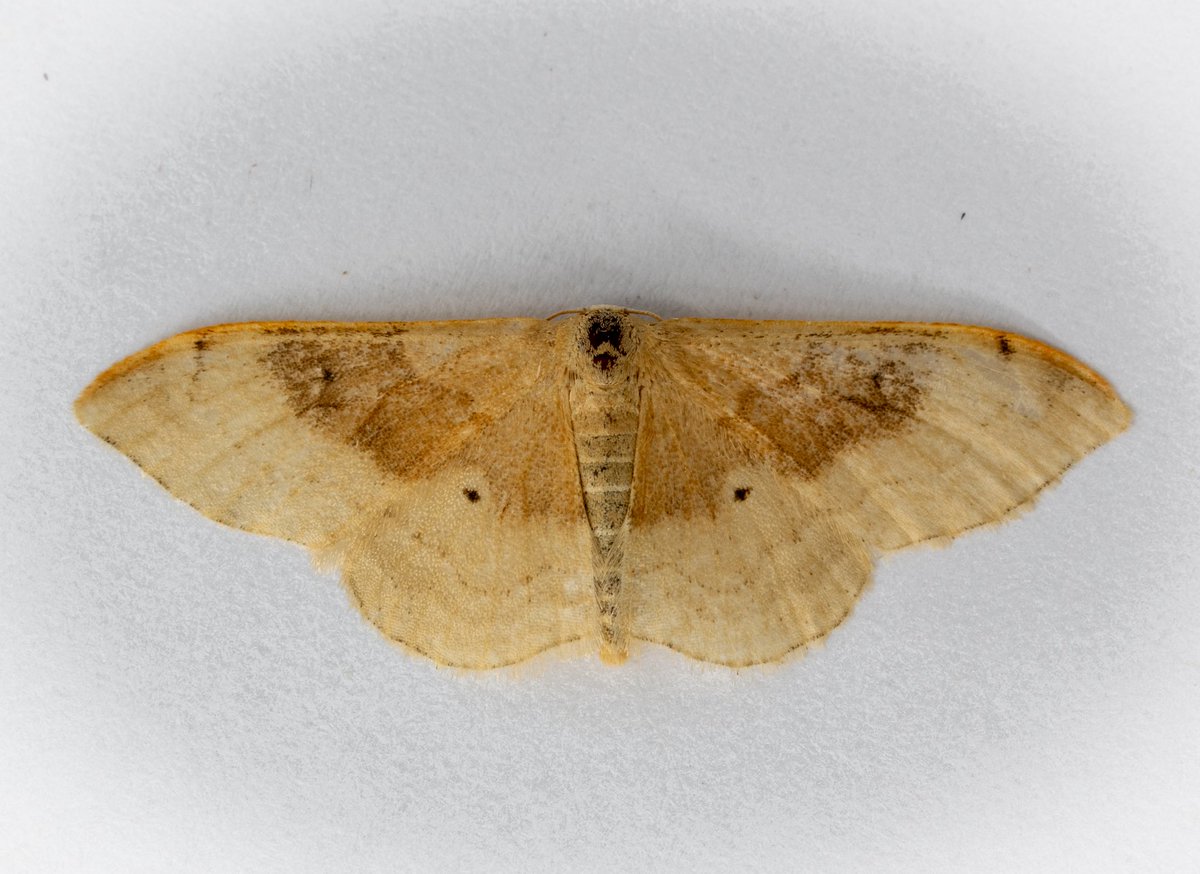 Finally….looks like one of your Portland Ribbon Waves went AWOL last night ⁦<a href="/SwaySteveK/">Steve Keen</a>⁩