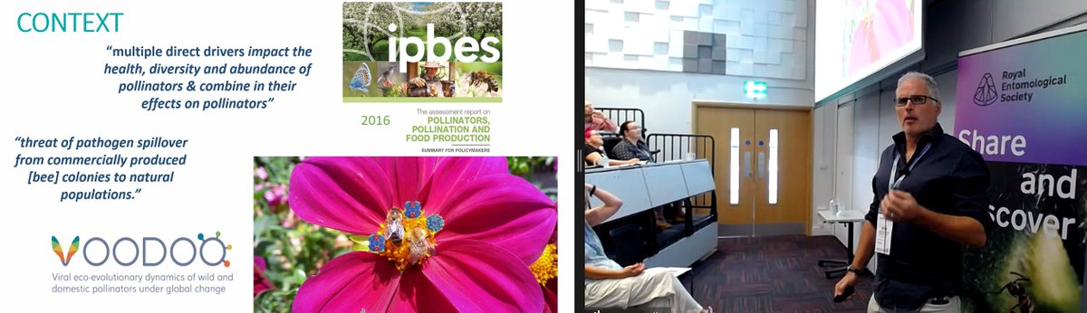 Adam Vanbergen, INRAE up next with a talk on implications for pathogen exchange: landscape type &amp; floral resources modify plant pollinator network structure and stability.

#pathogen #pollinators <a href="/INRAE_France/">INRAE</a>
<a href="/UniofExeter/">University of Exeter</a> <a href="/UniExeCornwall/">University of Exeter, Cornwall</a> <a href="/UniExeCEC/">University of Exeter CEC</a> #Ento23