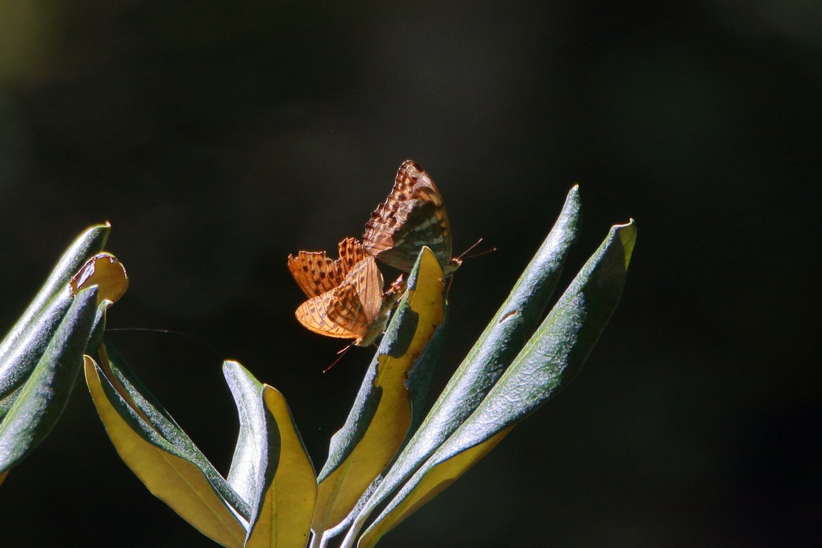 KiichanNexus4's tweet photo. 苦難の果に
#ミドリヒョウモン #緑豹紋 #SilverWashedFritillary
#蝶 #チョウ 🦋
#昆虫 #昆虫観察
ヒョウモンチョウ類は10種類もあるそうで
またまたミステイクの予感
ま でも白いスジが二本あるので
たぶん大丈夫?? https://t.co/DlCWi2appr