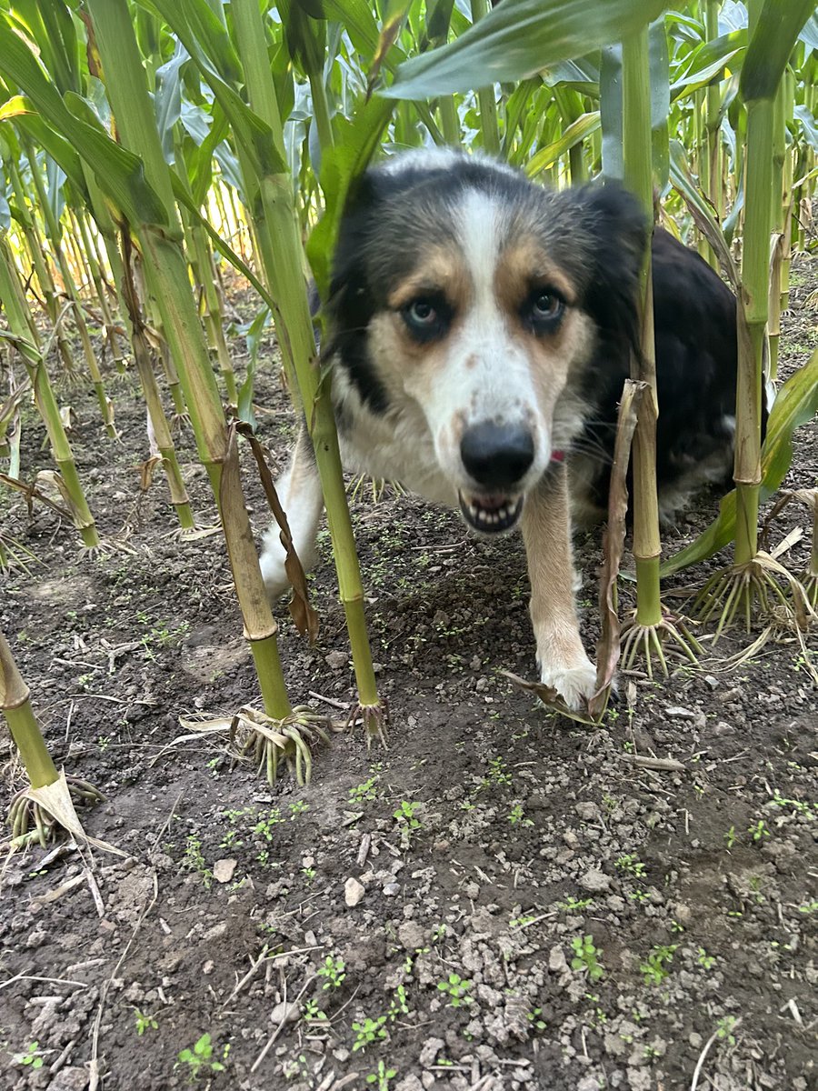Meet Piper 🐾 She was out in the field helping us do some 🌽 counts! If you are in need of some yield counts for your corn or soybean fields let us know! 519-348-9043