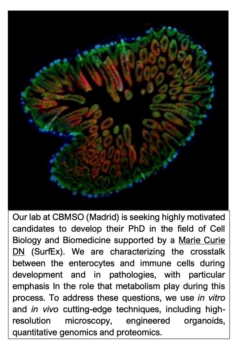 Fernando Martin-Belmonte (@fernand49142950) on Twitter photo 📢📢📢 Please diffuse!
-We are hiring two Marie-Curie PhD students-
Join our lab in Madrid through a Marie-Curie Doctoral network!
Please email your CV and two ref letters to Dr Martin-Belmonte by Oct 15th fmartin@cbm.csic.es
cbm.csic.es/fmartin; surfex-project.eu 📢📢📢 Please diffuse!
-We are hiring two Marie-Curie PhD students-
Join our lab in Madrid through a Marie-Curie Doctoral network!
Please email your CV and two ref letters to Dr Martin-Belmonte by Oct 15th fmartin@cbm.csic.es
cbm.csic.es/fmartin; surfex-project.eu