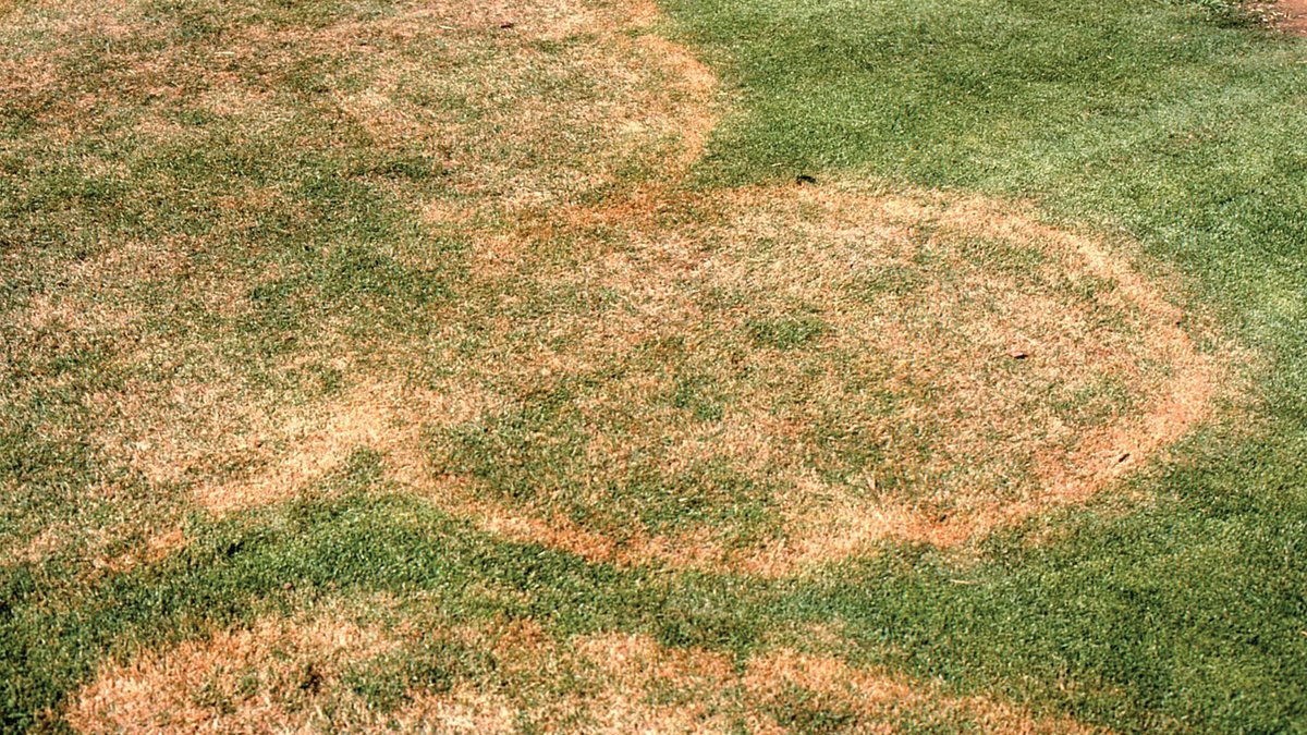 SyngentaTurf's tweet image. Fall is approaching 🍂 – It’s time to make sure customers’ lawns are ready for spring! 

Lane Tredway shares solutions for #LargePatch and #SpringDeadSpot in the fall, leading to green lawns in the spring🌱: bit.ly/3L3F3Bu