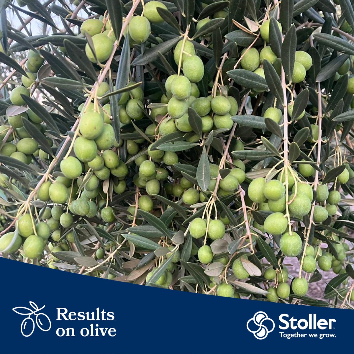 StollerEurope's tweet photo. #BudPower results in this traditional olive grove crop. After 3 applications (before & after flowering and before physiological drop), we achieved a spectacular fruit set in which even numerous olives per peduncle can be seen, something extraordinary for this table olive variety. https://t.co/6KCWjBppDZ