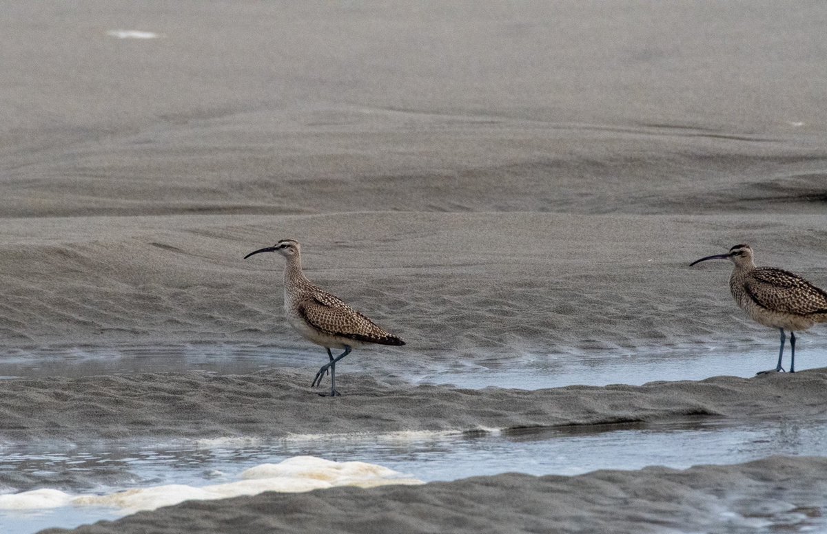 Happy #Worldshorebirdsday! 

When was the last time you went out a-shorebirdin’? Go spot some today!

#showupforshorebirds #globalshorebirdcounts