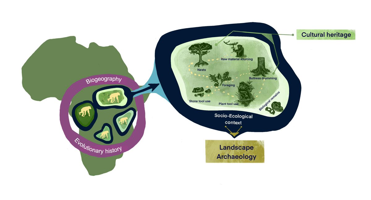 📢New paper alert! 
What's next for Primate Archaeology? With <a href="/RunnerApe/">Alejandra Pascual-Garrido</a> &amp; <a href="/carvalhoprimate/">Prof. Susana Carvalho</a>, in Primate archaeology 3.0 we share 4 exciting areas of research that will help uncover the full archaeological potential of primate behavioural repertoires 1/4 onlinelibrary.wiley.com/doi/10.1002/aj…