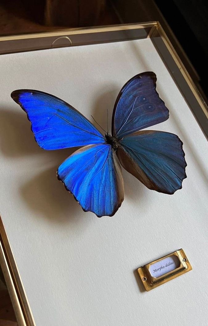 300moods's tweet photo. morpho butterfly 🦋 https://t.co/JatXjXYveo