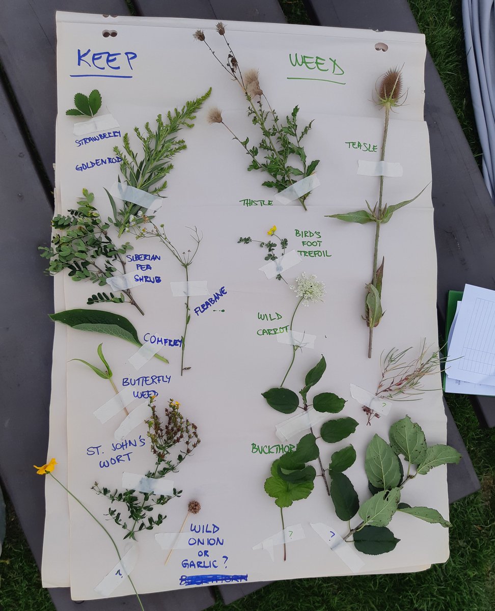 EcosourceGreen's tweet photo. Thank you to all of the volunteers who came out to learn about plant identification & put their skills to the test by inventorying the native & wild plants growing in the food forests at the Iceland Teaching Garden, which we can now continue to cultivate!
@TD_Canada #TDFEF https://t.co/jGax6g7T7o
