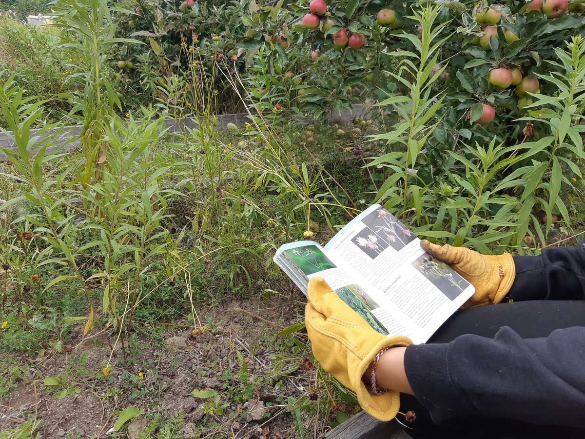 EcosourceGreen's tweet photo. Thank you to all of the volunteers who came out to learn about plant identification & put their skills to the test by inventorying the native & wild plants growing in the food forests at the Iceland Teaching Garden, which we can now continue to cultivate!
@TD_Canada #TDFEF https://t.co/jGax6g7T7o