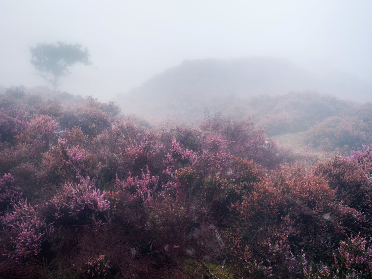 photosraf's tweet photo. Mist at dawn on Roydon Common. Three thoughts remain. A 5am start, mosquitos and ticks ๐ซฃ๐
@FujifilmUK
@OPOTY
@NorfolkWT
@Britnatureguide
#fog #mist #heather #landscape #uklandscape #hiking #travel #photography #gfx #roydoncommon https://t.co/id5bPpx69d