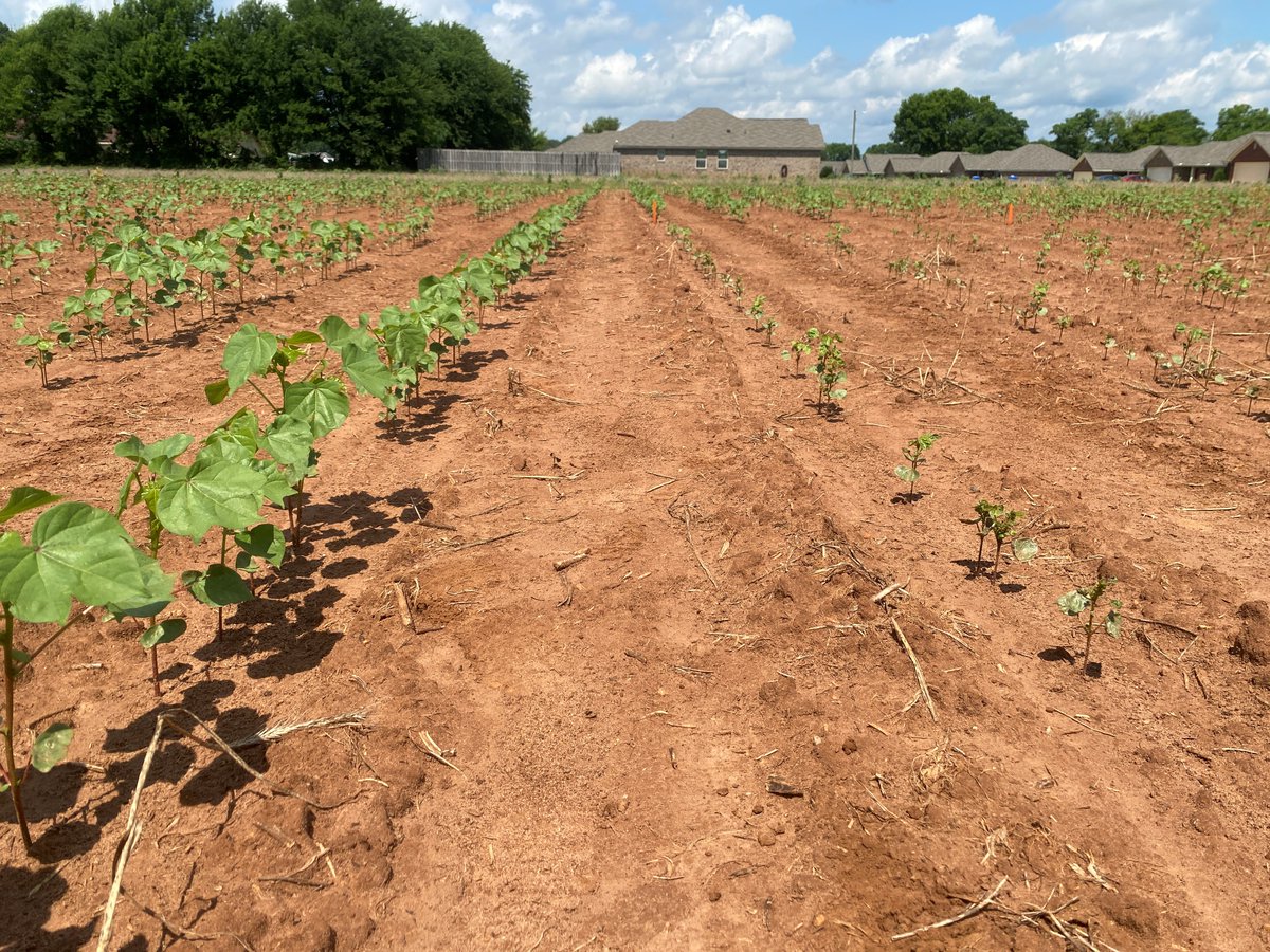 ISDPPodcast's tweet image. Season 2 Episode 27 out now!
sites.libsyn.com/416264/s2e27-s…
I interviewed @ScottGraham72 of @AuburnAg  on new cotton Bt traits.

#cotton #insects #ISDP #Crops @alabamaED @CropNetwork @ncipmc @AAMUExtension