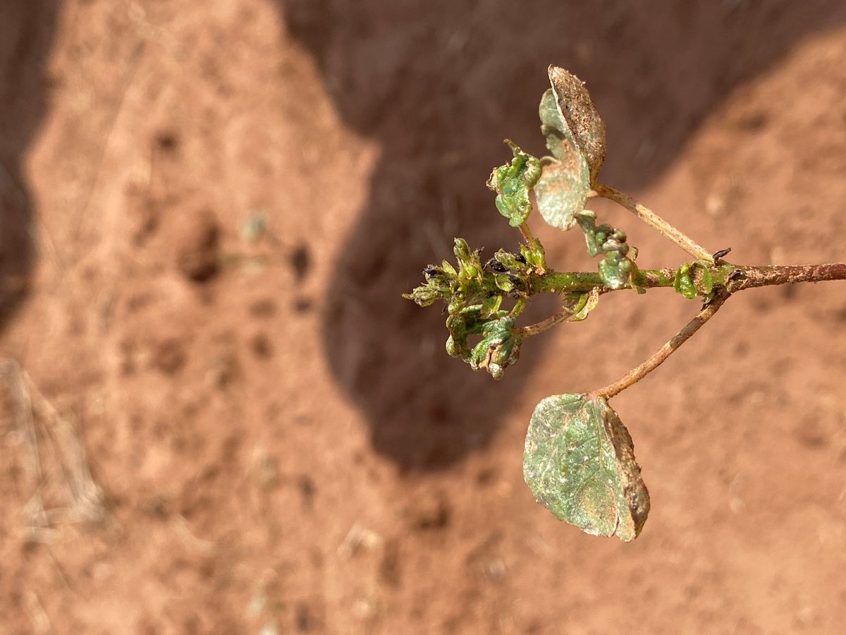 ISDPPodcast's tweet image. Season 2 Episode 27 out now!
sites.libsyn.com/416264/s2e27-s…
I interviewed @ScottGraham72 of @AuburnAg  on new cotton Bt traits.

#cotton #insects #ISDP #Crops @alabamaED @CropNetwork @ncipmc @AAMUExtension