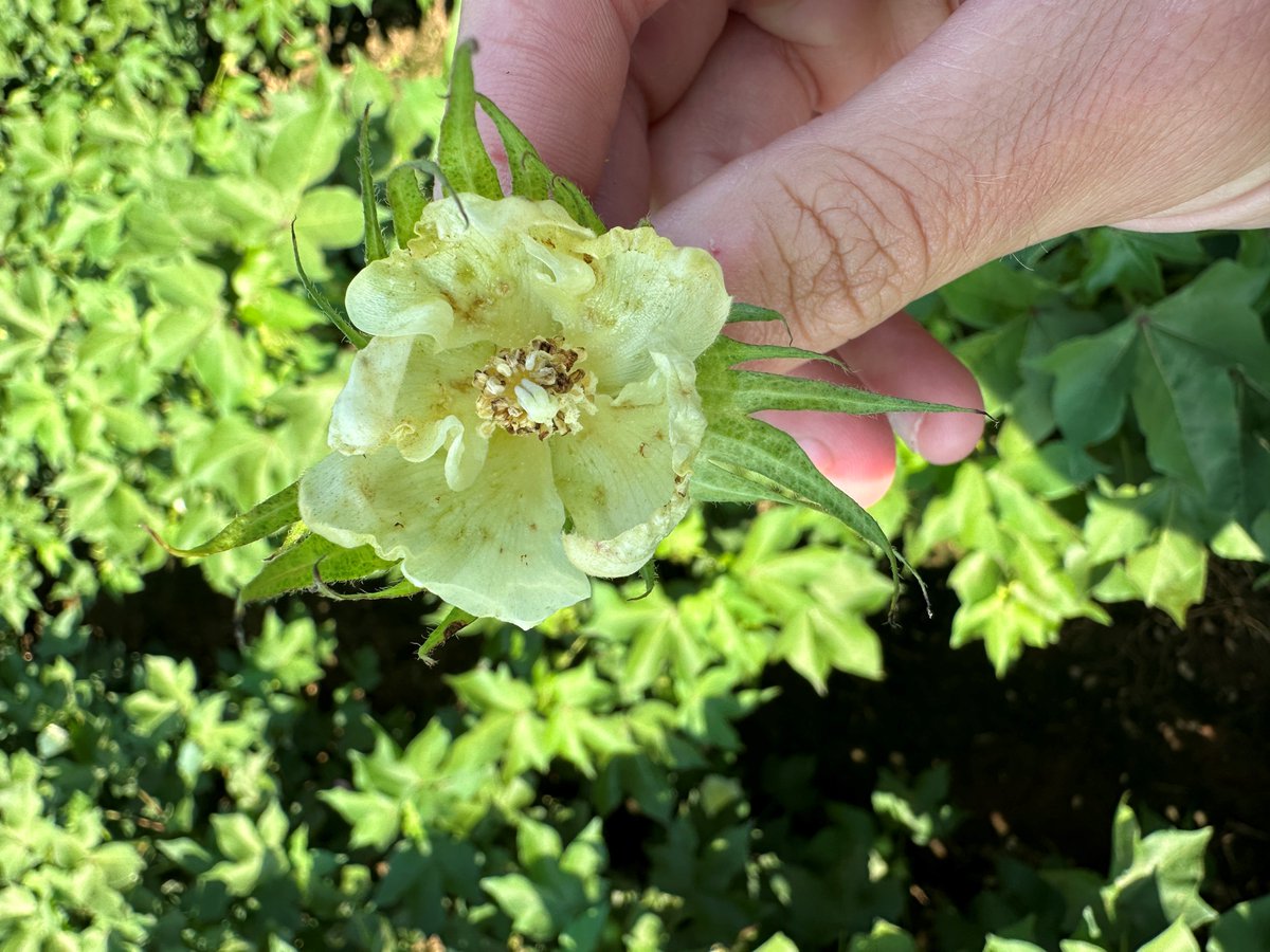 ISDPPodcast's tweet image. Season 2 Episode 27 out now!
sites.libsyn.com/416264/s2e27-s…
I interviewed @ScottGraham72 of @AuburnAg  on new cotton Bt traits.

#cotton #insects #ISDP #Crops @alabamaED @CropNetwork @ncipmc @AAMUExtension