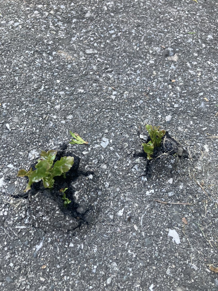 The power of plants and the will to survive !!!