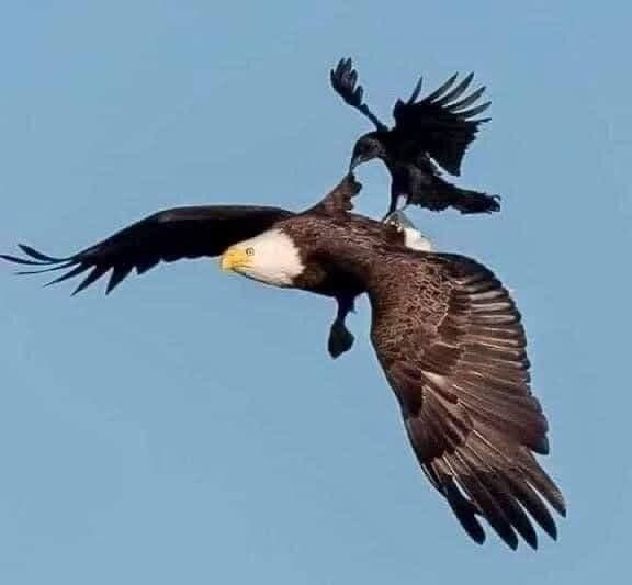 MAVERIC68078049's tweet photo. The Lesson of the Eagle and the Crow

The only bird that dares to peck an eagle is the crow. The crow sits on the eagles back and bites his neck. The eagle does not respond, nor fight with the crow; it does not spend time or energy on the crow instead he just opens its wings and begins to rise higher in the heavens. The higher the flight, the harder it is for the crow to breathe and eventually the crow falls off due to a lack of oxygen.

Learn from the eagle and don't fight the crows, just keep ascending. They might be along for the ride but they'll soon fall off. Do not allow yourself to succumb to the distractions....keep your focus on the things above, keep learning, growing and continue rising!

Much love.