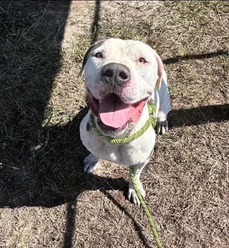 psychicwhisper3's tweet image. 🆘💥LESS THAN 24 HOURS LEFT🔥
🌻Our People Loving SAL✨Will Die😭
 ☠️💔9/7/23 At Noon🔥 4 Yrs😖
 Please #Pledge To Save His Life🙏
 Don't Let #CorpusChristiTX End It😢
 #A358594 🏃‍♀️🏃‍♂️💨Look At Those Eyes
 📧ccacsrescues@cctexas.com
 ☎️361-826-4630