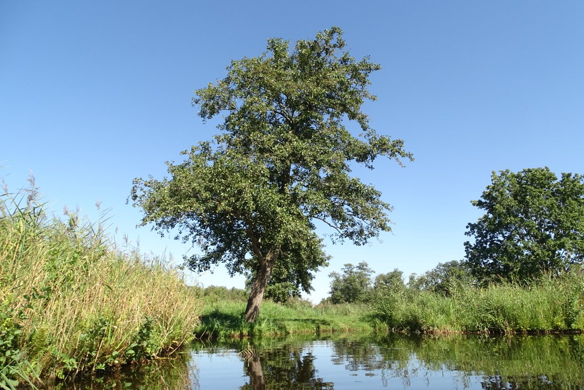 ElsbethK's tweet photo. Mijn schaatsterrein eens op een andere manier bekeken vandaag, kajakkend tussen de waterlelies #Ankeveen https://t.co/UHdMNG2ZcN