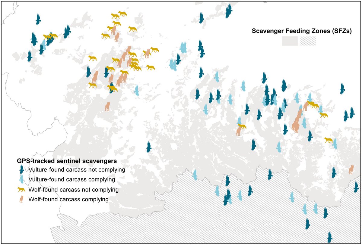 JAppliedEcology's tweet photo. GPS-tracking makes vertebrate scavengers skilled sentinels of compliance with EU sanitary regulations affecting wildlife conservation 🛰️

New research highlights the huge potential of GPS-tagged wildlife to monitor compliance with environmental laws 📑

🔗https://t.co/porqoBmt4E https://t.co/nDSjm2K9WJ