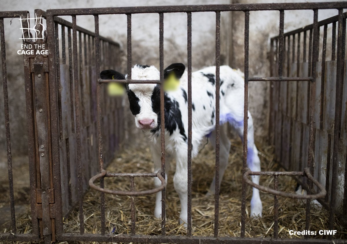 4+ anni fa, 1,4mln di persone si sono unite per l'ICE #EndTheCageAge, l'unica a garantire l'impegno per nuove leggi che rispondano alle loro richieste. Presidente <a href="/vonderleyen/">Ursula von der Leyen</a> ci dica durante il #SOTEU quando arriverà la fine dell'era delle gabbie. 

<a href="/PVanKemseke/">Peter Van Kemseke</a> <a href="/VDombrovskis/">Valdis Dombrovskis</a>
