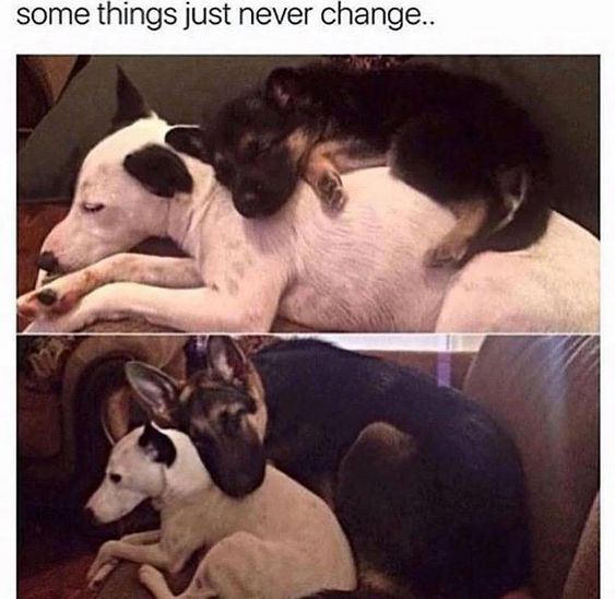 WholesomeMeme's tweet photo. https://t.co/2fnLMGpBEc