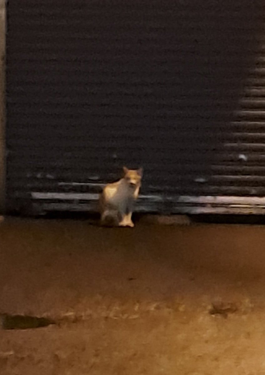 갑자기 움직이길래 놀람ㅋㅋ
고양이도 놀람ㅋㅋ