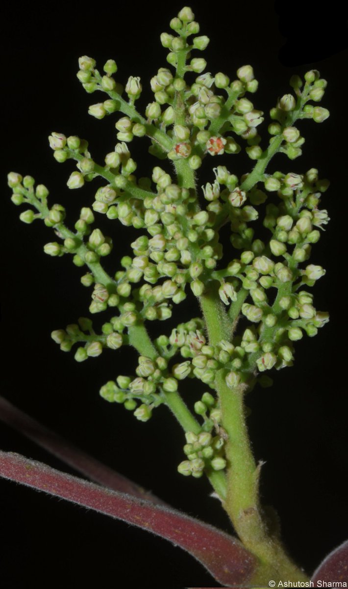 Ashutosh_05sn's tweet photo. Rhus punjabensis
Punjab #PoisonOak
#family - #anacardiaceae
Have you ever tried eating unripe mango & got itchy/burn sores, thanks to #Urushiol an allergenic oily mixture of organic compounds in plants family Anacardiaceae (#cashew #mango #Rhus)
#Rhus #toxicodendron #flora https://t.co/7pfo1onZUq