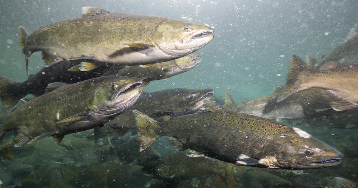 What’s the difference between fish stocks and fish populations?

🐟 Populations include all fish of the same species.

🐟 Stocks are identified by management area. This could be just a portion of the larger population, or multiple populations of fish could be in the same stock.