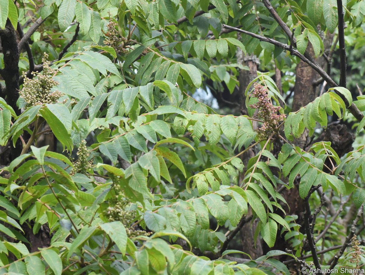 Rhus punjabensis 
Punjab #PoisonOak
#family - #anacardiaceae

Have you ever tried eating unripe mango & got itchy/burn sores, thanks to #Urushiol an allergenic oily mixture of organic compounds  in plants family Anacardiaceae (#cashew #mango #Rhus)

 #Rhus #toxicodendron #flora