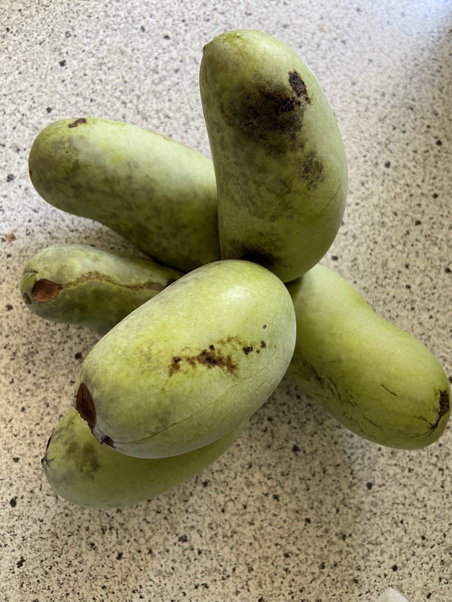jennyswave25's tweet photo. Pawpaws from our tree! So delicious - like a banana, mango, pineapple custard. #Food #GrowYourOwnFood https://t.co/BpVqFWDrui