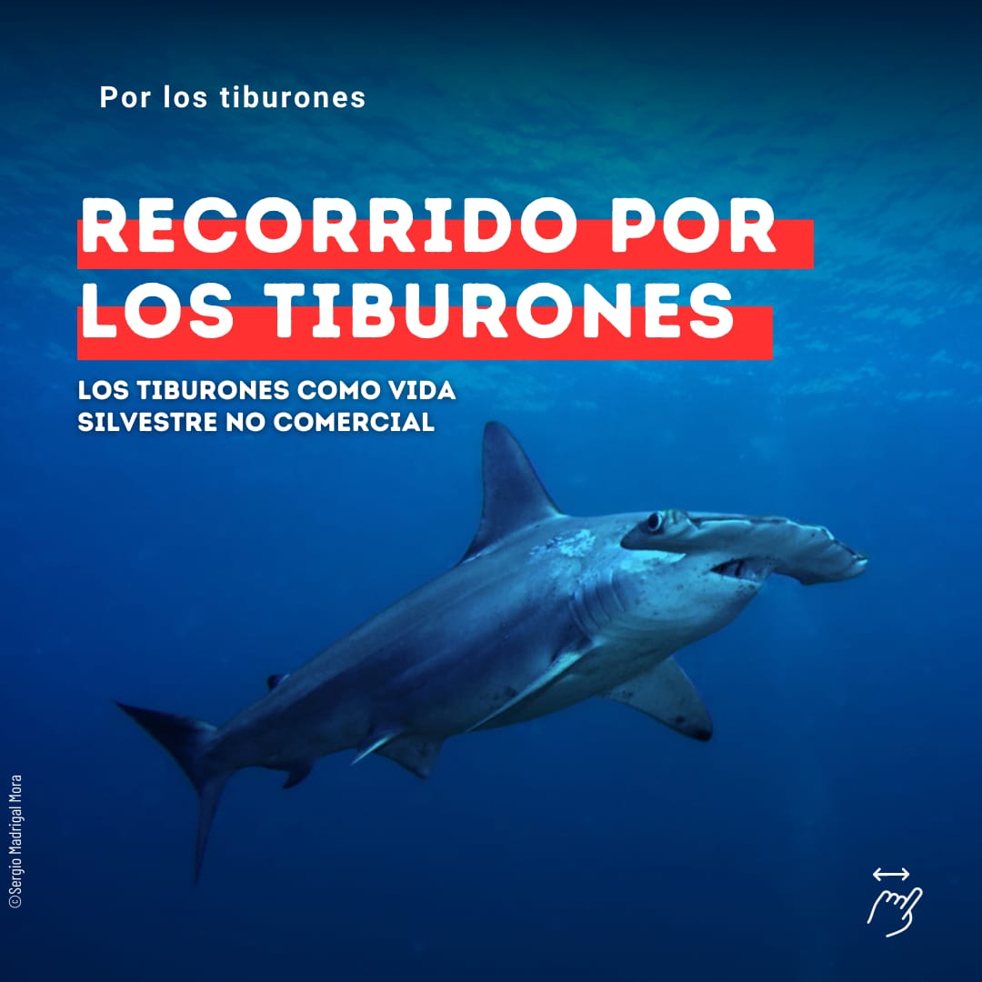 Recuerda, este 21 de Setiembre, 2023.

Recorrido por los tiburones.

Saliendo del Museo de Arte Costarricense a las 2 p.m. hasta la Asamblea Legislativa.

Como los tiburones no tienen voz, préstales la tuya, para que los diputados esuchen que...

LOS TIBURONES SON VIDA SILVESTRE.
