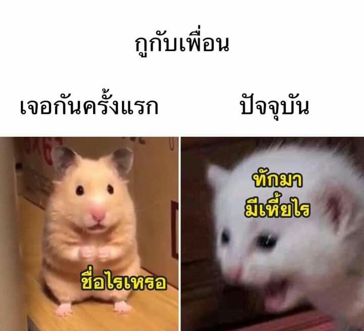 ณ. tweet media