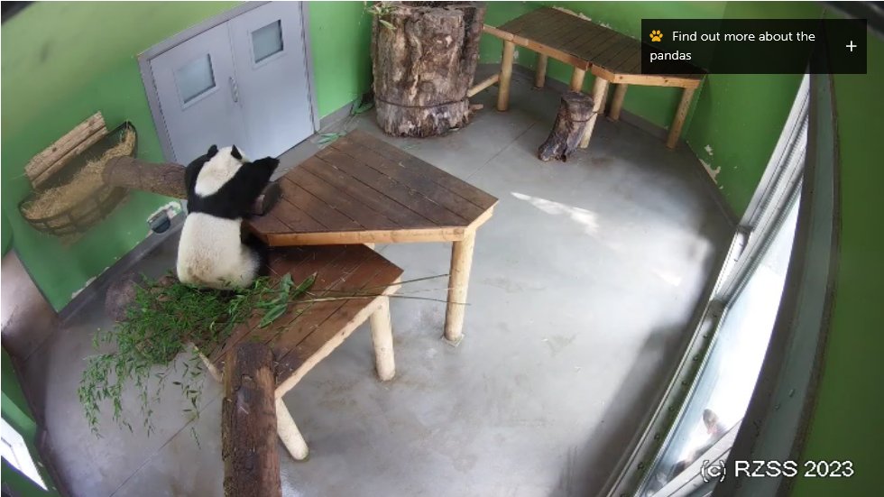 GrumpyPandaF1's tweet image. YAY,#TianTian is back on #PandaCam2! Love my #Panda,missed her so much. It's great to see her again after all these Months! 🐼❤️❤️❤️❤️