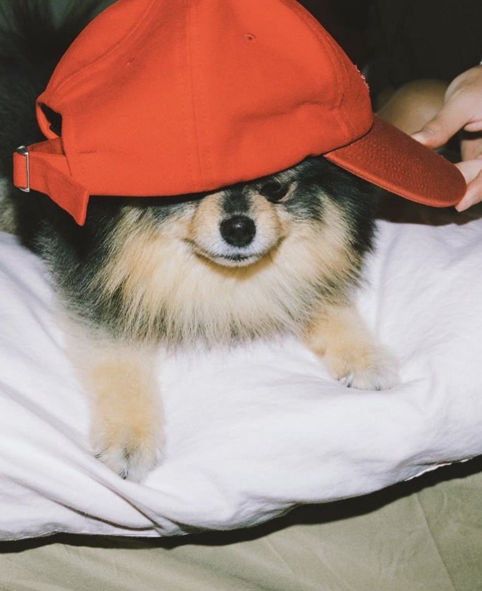 kazuyo12300901's tweet image. 🐶2017연9월7일❥❥❥2023연9월7일🐶
🎉생일 축하해🎉

타나〜💗💗💗💗💗

#BTS
#armyスルー禁止 
#kingyeontanday
#キムヨンタン
#김연탄
#ヨンタン
#연탄
#タナ
#타나
#タニ
#타니