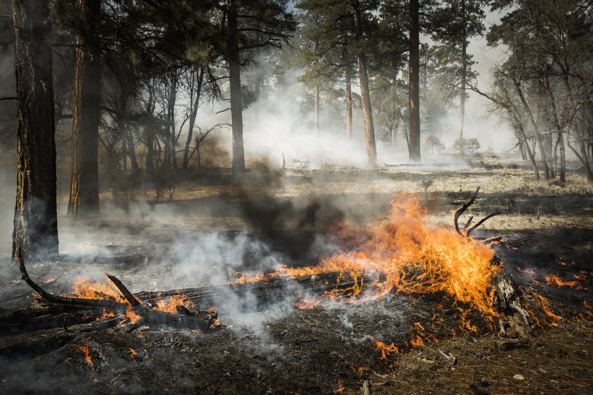 The Nature Conservancy in Arizona (@nature_arizona) on Twitter photo <a href="/nature_arizona/">The Nature Conservancy in Arizona</a> & <a href="/nature_org/">The Nature Conservancy</a> collaborated with leading experts at <a href="/umontana/">University of Montana</a> @fcfcmontana & <a href="/usfs_rmrs/">Rocky Mountain Research Station</a> to find new opportunities to reduce the risk of wildfire-caused carbon loss in forests in AZ & the West. The new research is published in <a href="/IOPenvironment/">IOP Environment</a> bit.ly/45ZUB1q <a href="/nature_arizona/">The Nature Conservancy in Arizona</a> & <a href="/nature_org/">The Nature Conservancy</a> collaborated with leading experts at <a href="/umontana/">University of Montana</a> @fcfcmontana & <a href="/usfs_rmrs/">Rocky Mountain Research Station</a> to find new opportunities to reduce the risk of wildfire-caused carbon loss in forests in AZ & the West. The new research is published in <a href="/IOPenvironment/">IOP Environment</a> bit.ly/45ZUB1q