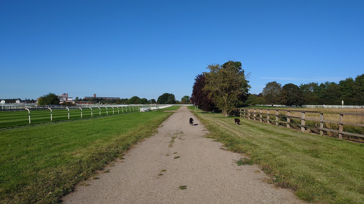 CollieJake's tweet image. Lovely late walk on the mire yesterday

It was still too hot so we dashed back to the shade of the woods after this 🥵