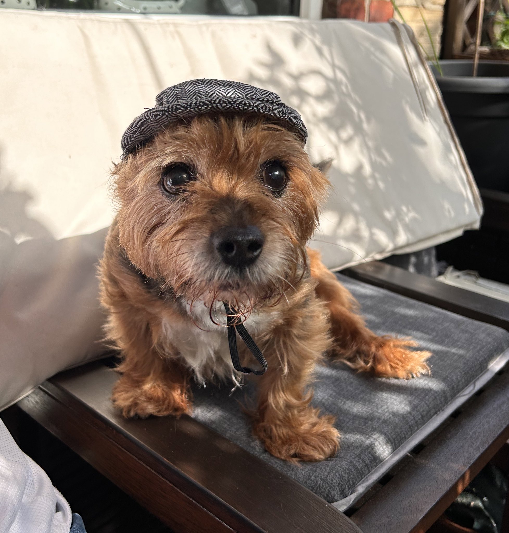 Dog top flat cap