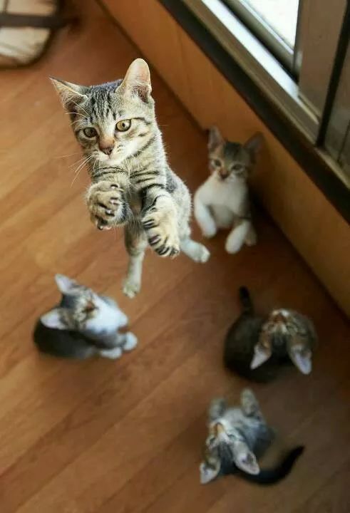 CorellaTej7982's tweet photo. #feliztarde #felizdia #cats #gatos #gato #junping #salta #gatets #neko #CatsOfTwitter #CatsOnTwitter #caturday #bestfriends https://t.co/kOP7ToNHZY