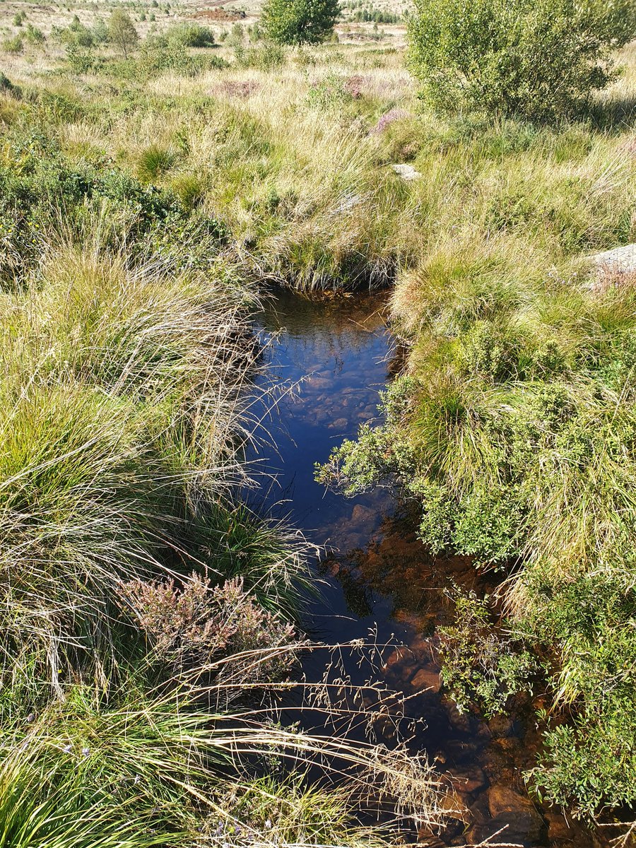 Restoring Hardknott Forest tweet media