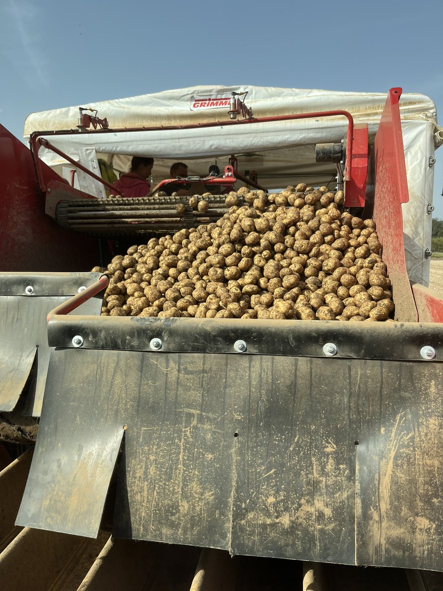 ☀️ is shining and the @JSRFarmingGroup are cracking on getting some some @HzpcUk @HZPC Triple 7 seed 🥔 into store