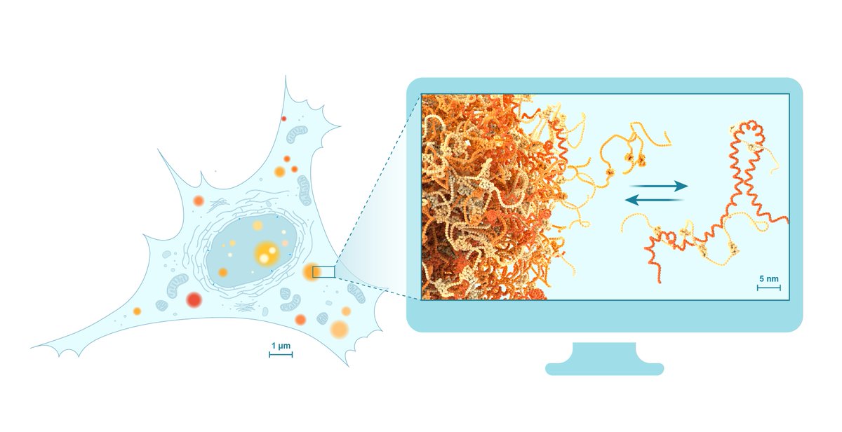 Janet Iwasa (@janetiwasa) on Twitter photo For #SeeingDiversity, meet Dr. Jerelle Joseph <a href="/jerelleaj/">Jerelle A Joseph</a>, an Assistant Professor <a href="/EPrinceton/">Princeton Engineering</a>! This illustration by <a href="/MargotRiggi/">Margot Riggi</a> highlights how Jerelle’s lab uses physics-based simulations as a “computational microscope” to study membraneless biomolecular condensates. For #SeeingDiversity, meet Dr. Jerelle Joseph <a href="/jerelleaj/">Jerelle A Joseph</a>, an Assistant Professor <a href="/EPrinceton/">Princeton Engineering</a>! This illustration by <a href="/MargotRiggi/">Margot Riggi</a> highlights how Jerelle’s lab uses physics-based simulations as a “computational microscope” to study membraneless biomolecular condensates.