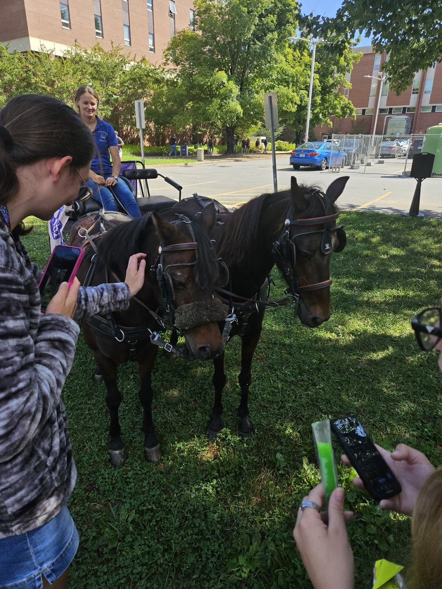 bro they brought these weird ass dogs on campus i love them