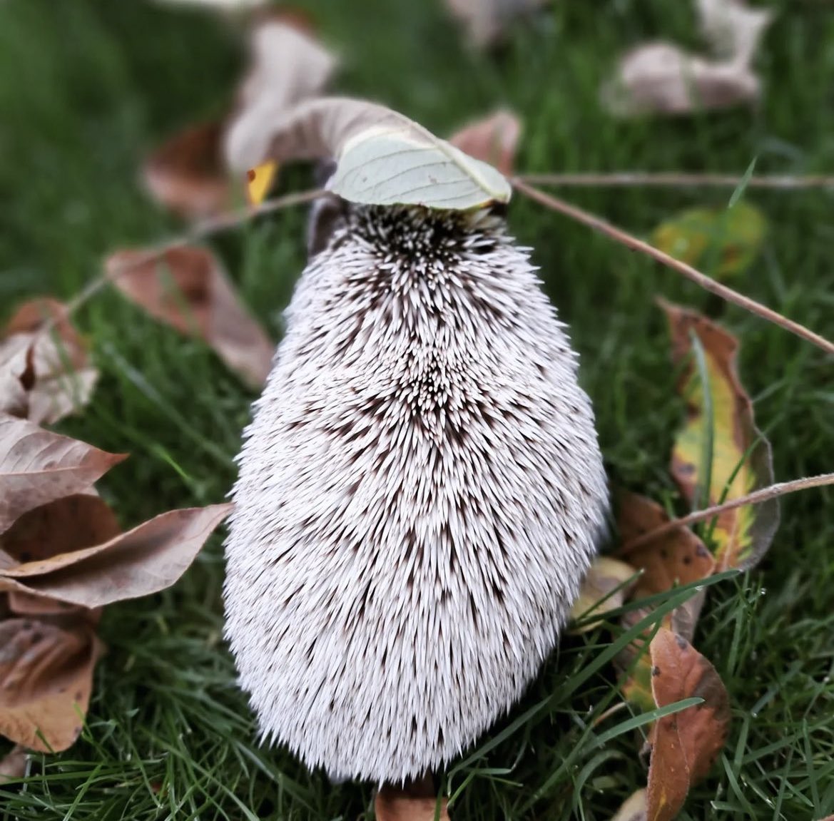 daily__hedgehog's tweet photo. Wednesday 6th September, 2023 https://t.co/lggggoPXnF