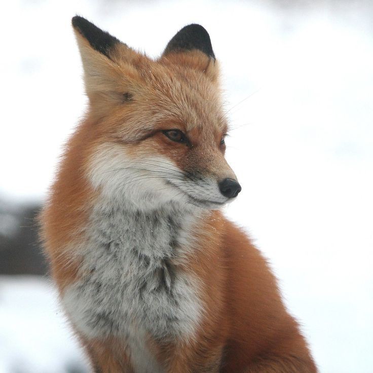 ㅤㅤㅤ 
                         #จุติรัจฉาน

ㅤㅤㅤ                𓂃  🦊

                         ㅤㅤㅤ