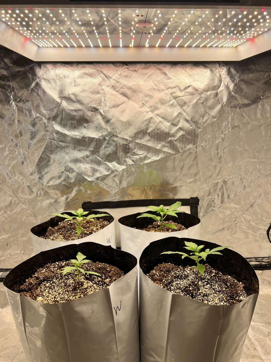 Skywalker_Ranch Genetics (@og_5kywalker) on Twitter photo <a href="/GHGenetics/">Greenhand Genetics</a> Wizards Wandπ§ββοΈ/ Silverbulletπ± #marshydrotsw2000 #CannabisCommunity #growyourown #marshydro <a href="/GHGenetics/">Greenhand Genetics</a> Wizards Wandπ§ββοΈ/ Silverbulletπ± #marshydrotsw2000 #CannabisCommunity #growyourown #marshydro