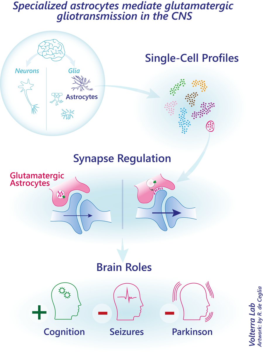 Volterra_Lab (@volterra_lab) on Twitter photo Our work in <a href="/Nature/">nature</a> is out! Special thanks to Roberta de Ceglia, <a href="/adaledonne/">Ada Ledonne</a>, <a href="/david_g_litvin/">David_G_Litvin</a>, <a href="/LindLykke/">Barbara Lykke Lind</a>, <a href="/kennethd_harris/">Kenneth D Harris</a>, @_mameli_, <a href="/mercurinb/">Nicola Mercuri</a>, <a href="/LudovicTelley/">Ludovic Telley</a>. Also thanks to <a href="/Wysscenter/">Wyss Center</a>, <a href="/DNF_neuro/">Department of Fundamental Neurosciences</a>, <a href="/snsf_ch/">Swiss National Science Foundation</a> & <a href="/ERC_Research/">European Research Council (ERC)</a>. nature.com/articles/s4158… Our work in <a href="/Nature/">nature</a> is out! Special thanks to Roberta de Ceglia, <a href="/adaledonne/">Ada Ledonne</a>, <a href="/david_g_litvin/">David_G_Litvin</a>, <a href="/LindLykke/">Barbara Lykke Lind</a>, <a href="/kennethd_harris/">Kenneth D Harris</a>, @_mameli_, <a href="/mercurinb/">Nicola Mercuri</a>, <a href="/LudovicTelley/">Ludovic Telley</a>. Also thanks to <a href="/Wysscenter/">Wyss Center</a>, <a href="/DNF_neuro/">Department of Fundamental Neurosciences</a>, <a href="/snsf_ch/">Swiss National Science Foundation</a> & <a href="/ERC_Research/">European Research Council (ERC)</a>. nature.com/articles/s4158…