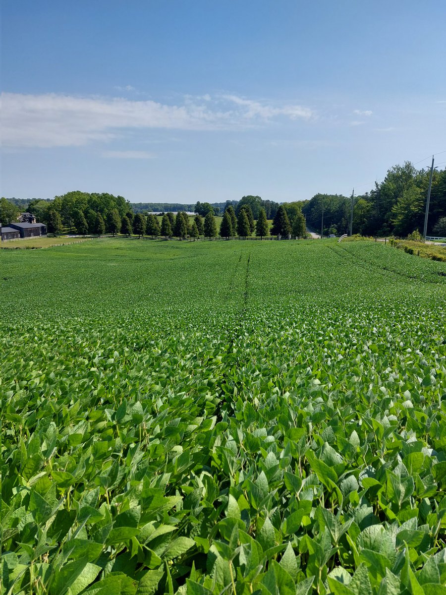 Chad Homick (@chadhomick) on Twitter photo Bean counter <a href="/Owen_Seed_Smart/">Owen Roberts</a> blends right in with this lush canopy of soybeans in Waterloo county. What a difference the moisture in this area is going to make this year from last year on yields #GLGtour2023 Bean counter <a href="/Owen_Seed_Smart/">Owen Roberts</a> blends right in with this lush canopy of soybeans in Waterloo county. What a difference the moisture in this area is going to make this year from last year on yields #GLGtour2023