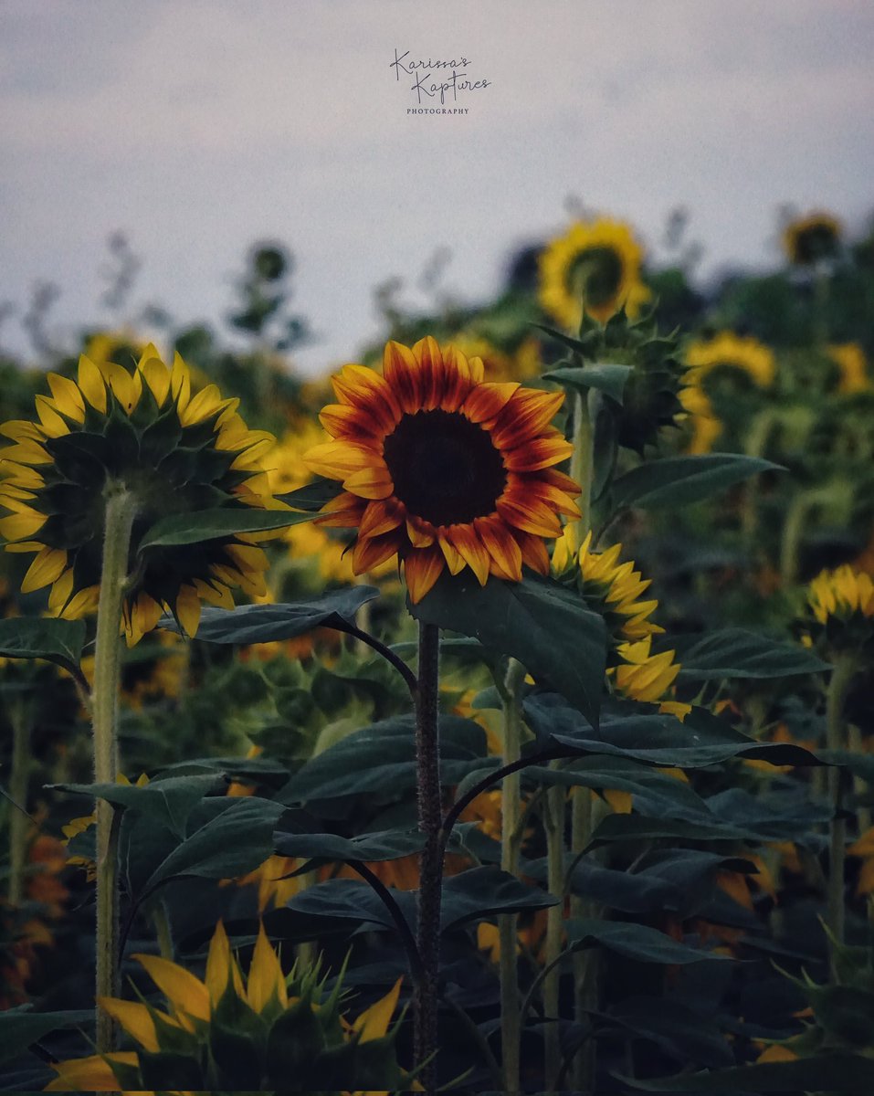 KarissasKapture's tweet photo. Don't let setbacks define you. Turn your back on them and use them as stepping stones towards success.

#KarissasKaptures #ArrowheadFarmstead #ManalapanNJ #Sunflower #SunflowerSunday #SunflowerField #SunflowerSeason  #LandscapePhotography #summerinNJ #summervibes #summertime https://t.co/0NhC1QcovK