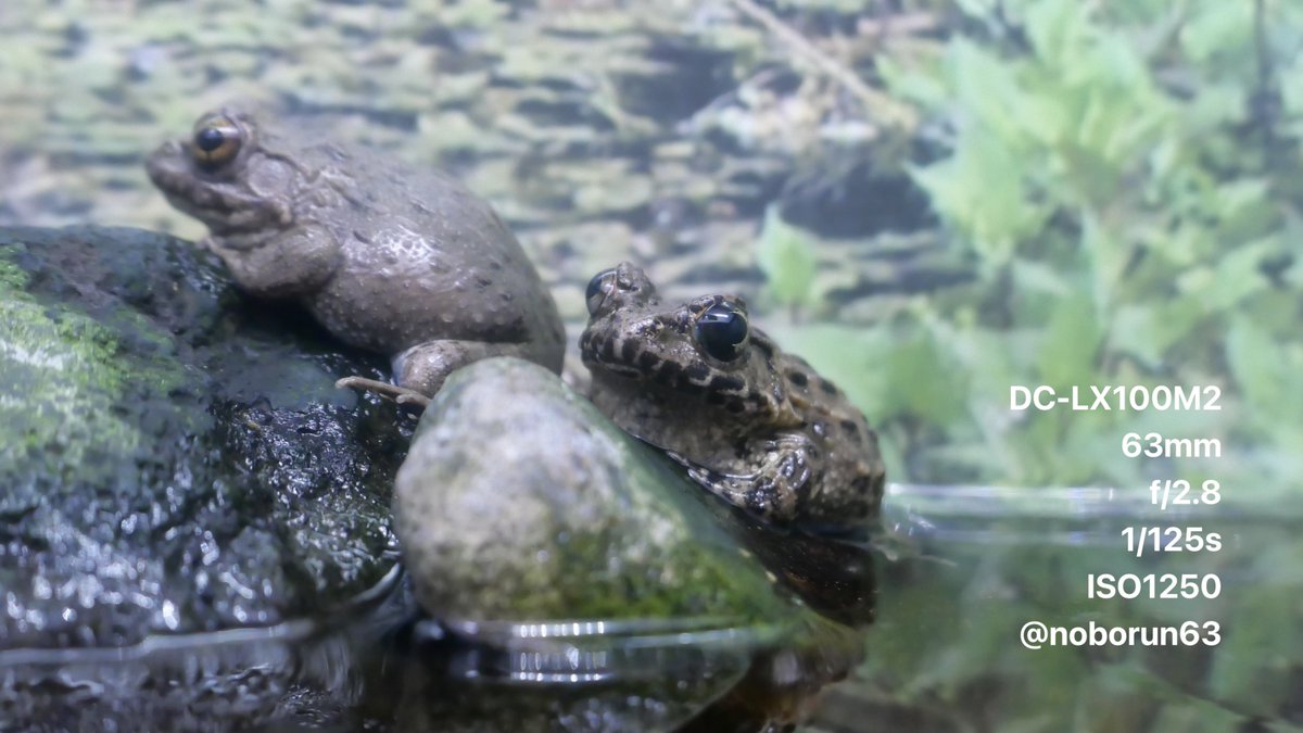 noborun63's tweet photo. 姫路市立水族館の愉快なカエルたち🐸
#ツチガエル
#モリアオガエル
#ニホンヒキガエル
#写真好きな人と繋がりたい
#マイクロフォーサーズ
#コンパクトデジタルカメラ
#wrinkledfrog
#forestgreentreefrog
#japanesetoad https://t.co/5lheL2Ahl6