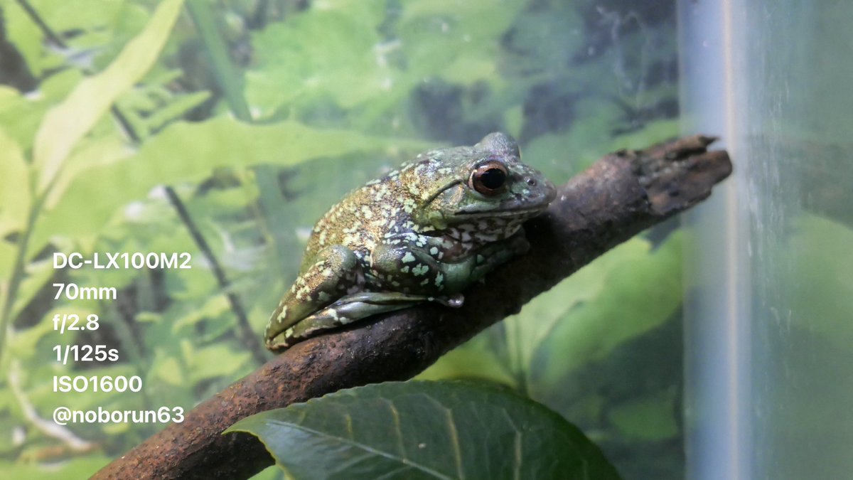 noborun63's tweet photo. 姫路市立水族館の愉快なカエルたち🐸
#ツチガエル
#モリアオガエル
#ニホンヒキガエル
#写真好きな人と繋がりたい
#マイクロフォーサーズ
#コンパクトデジタルカメラ
#wrinkledfrog
#forestgreentreefrog
#japanesetoad https://t.co/5lheL2Ahl6